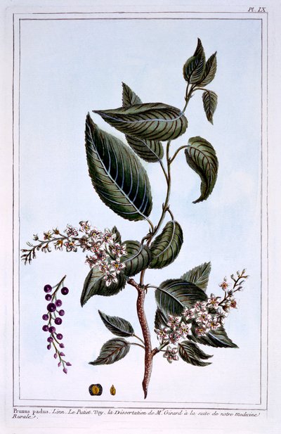 Prunus padus o ciliegio degli uccelli, illustrazione da 